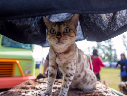 Cat Festival & Market