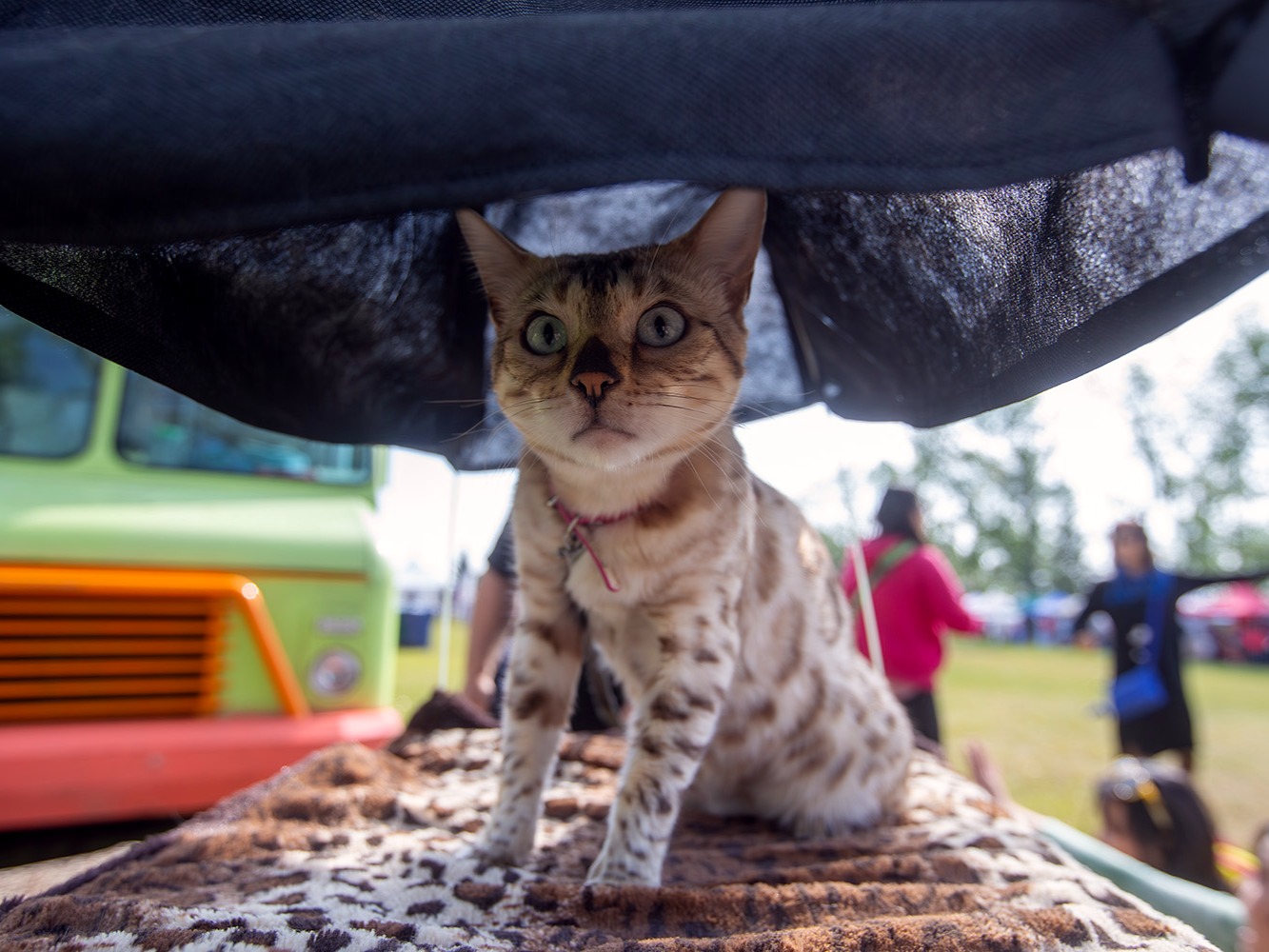 Cat Festival & Market