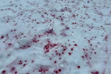 Безлад на Озері Луїза: гендерне розкриття залишило сліди на природі