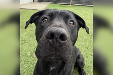 Калґарійці опікуються тваринами в очікуванні нового дому: історії успіху та викликів прийомних сімей