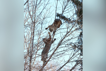 Бійка рисями на житловому газоні: мешканці Калгарі стурбовані нападом диких тварин поряд зі школою