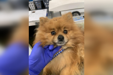 Померанця залишили в рюкзаку на футбольному клубі в Калґарі: коментарі суспільства захисту тварин