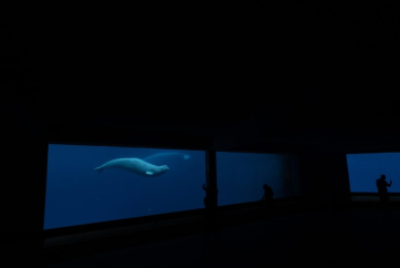 Оттава ухвалила план переселення китів Marineland до США та Іспанії, аби уникнути евтаназії