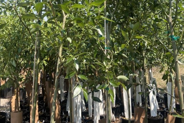Calgary's Branching Out Program Expands Tree Canopy with Free Tree Distribution for Residents