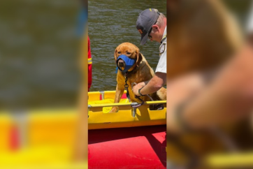 Dog Miraculously Survives 60-Foot Plunge at Ontario Gorge, Reunited with Owner