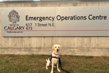 Calgary's Emergency Management Agency Introduces Facility Dog Minnie to Support People in Crisis