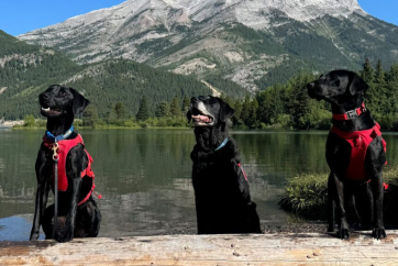 Alberta Expands Canine Team to Combat Invasive Mussels in Waterways