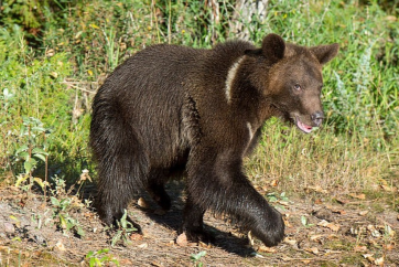 У Calgary Zoo молодий гризлі вибрався зі свого вольєра