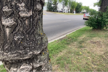 Dutch Elm Disease Identified in Calder: Pruning Ban to End October 1